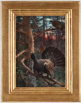 Bruno Liljefors, "Tjäderlek" (Capercaillies singing).