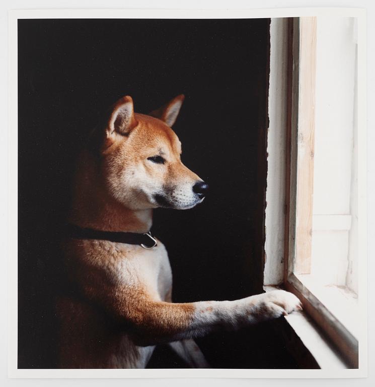 Peter de Ru, "Shiba (Japansk spets)", 2004.