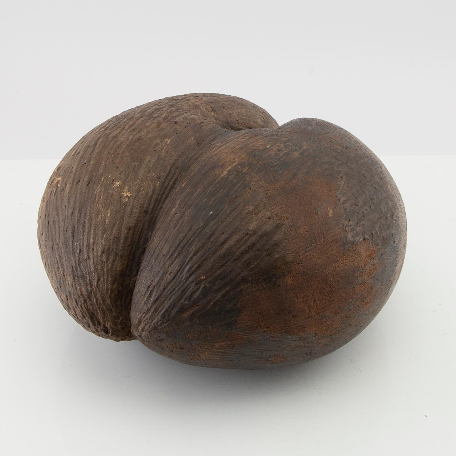 Dubbelkokosnöt, så kallad Coco de Mer, Lodoicea maldivica.