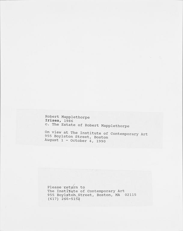 ROBERT MAPPLETHORPE, pressfotografi, silver gelatin på s.k. RC-papper, 1986.