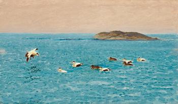 665. Bruno Liljefors, Eider ducks.