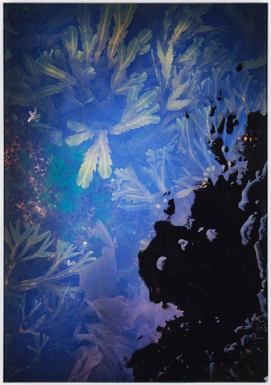 Lena Koller, "Tång", 2013.