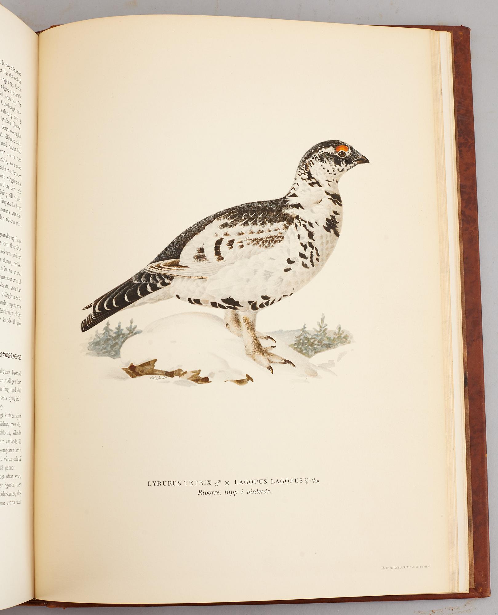 A set of three books about Swedish birds by von Wright. 1927.