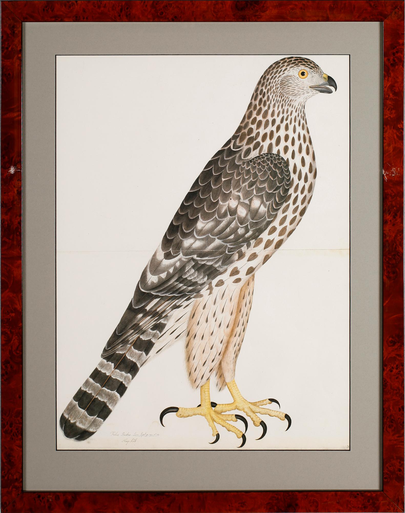 RUDBECK, OLOF D.Y, efter, 5 st, faksimil av fågelplanscher, 1900-talets andra hälft.