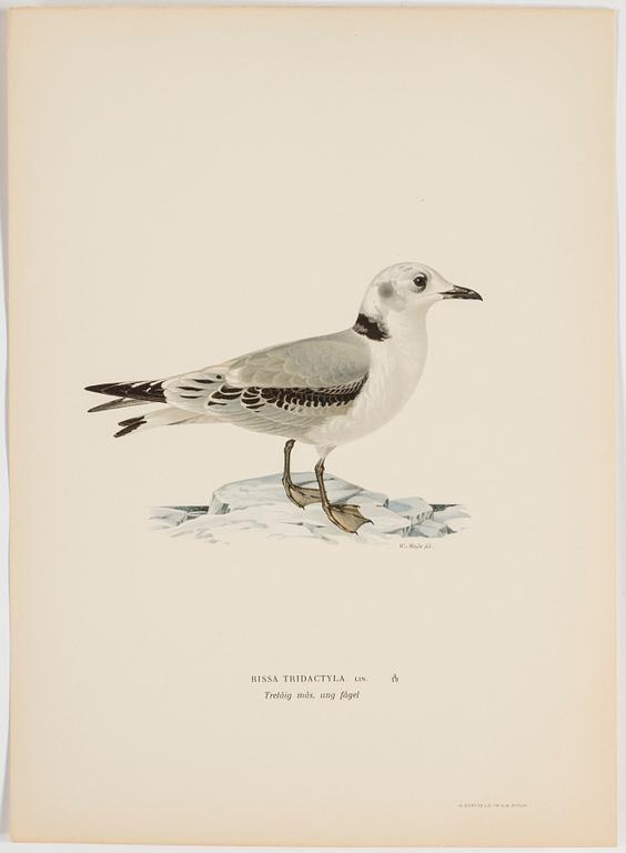 M o W VON WRIGHT, "Svenska fåglar", 252 st planscher, Ivar Baarsens förlag, Stockholm, 1920-tal.