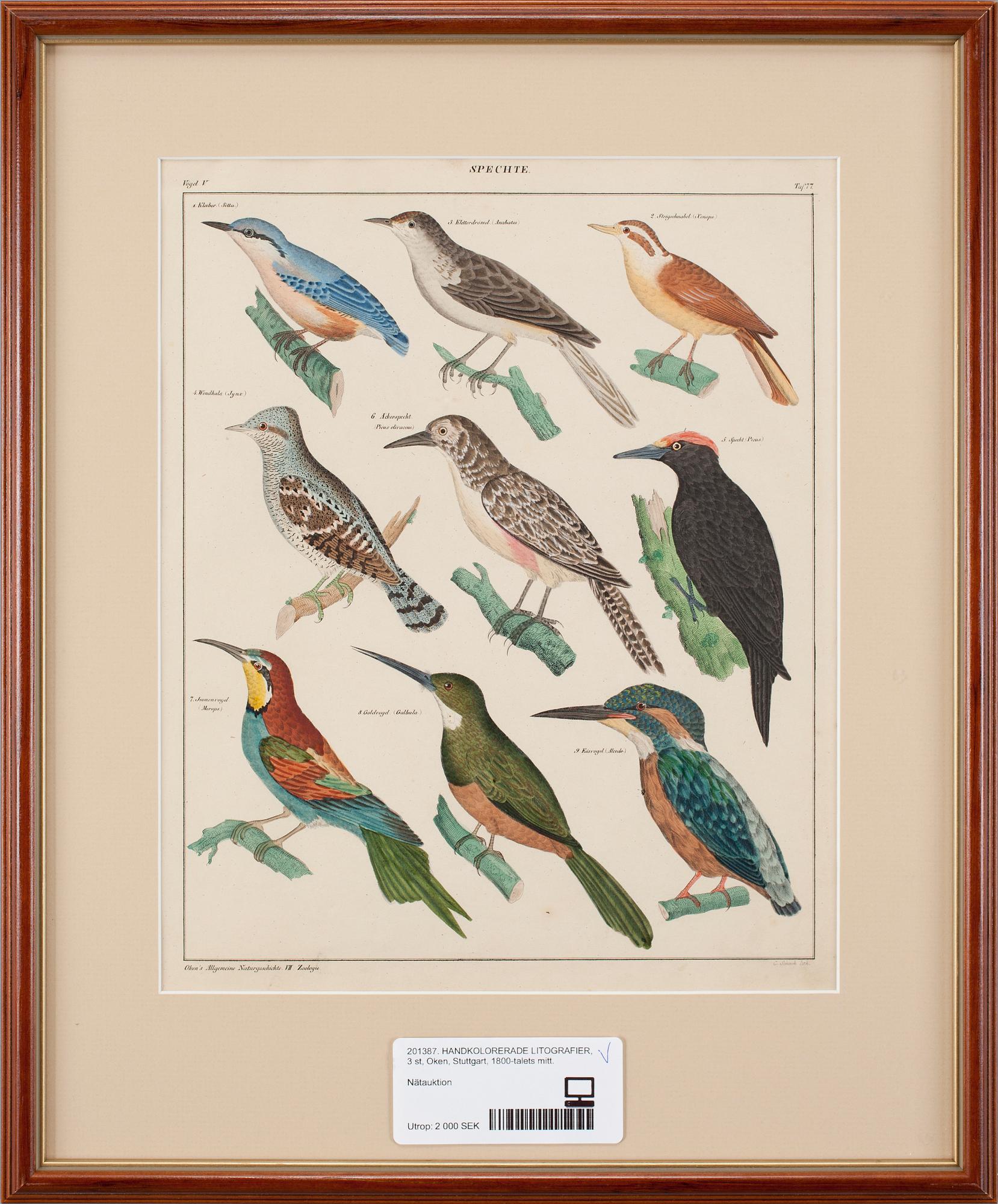 HANDKOLORERADE LITOGRAFIER, 3 st, Oken, Stuttgart, 1800-talets mitt.