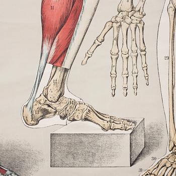 PLANSCH, 1900-talets första hälft.