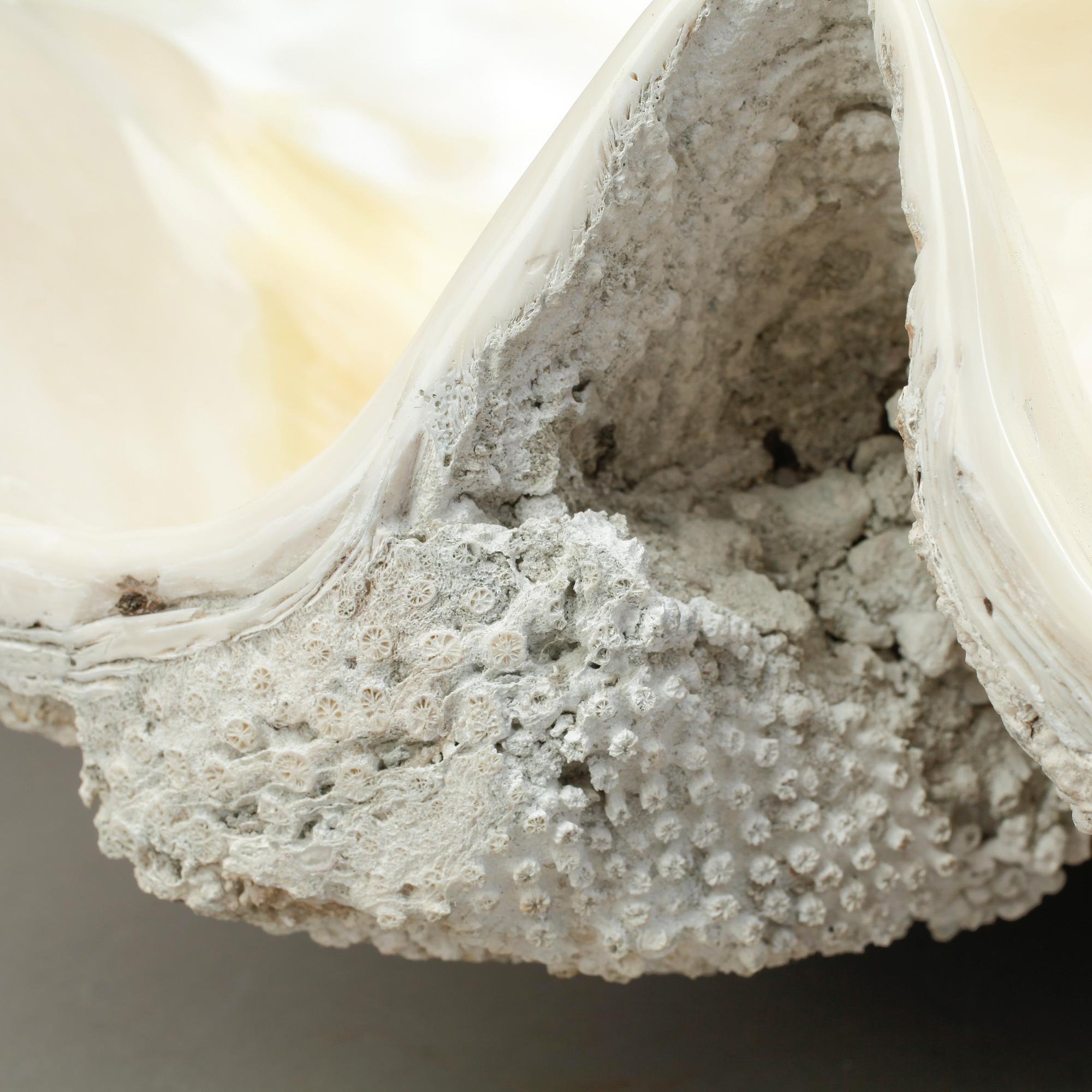 MUSSLA, fossil.