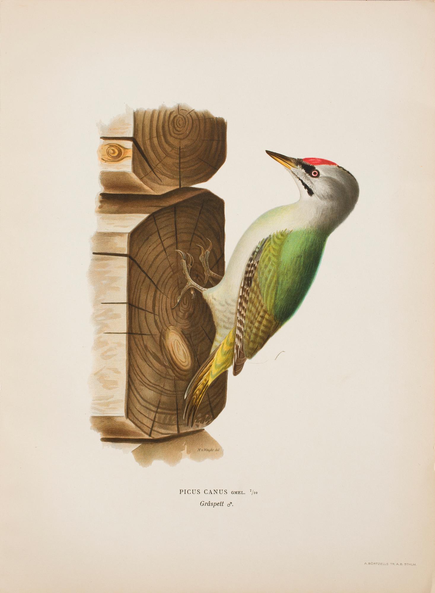 PARTI GRAFISKA BLAD, 170 st, ur von Wrights "Svenska fåglar".