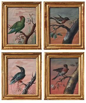 Unknown artist 18th century. Birds (4).