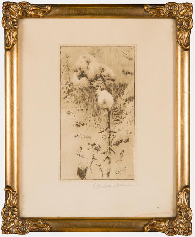 Akseli Gallen-Kallela, Luminen mänty.