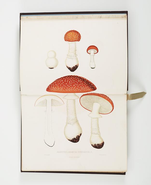 Elias Magnus Fries, Swedish mushrooms.