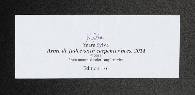Yaara Sylva, "Arbre de Judé with carpenter bees".