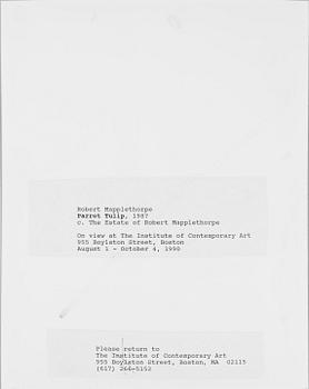 ROBERT MAPPLETHORPE, pressfotografi, silver gelatin på s.k. RC-papper, 1987.