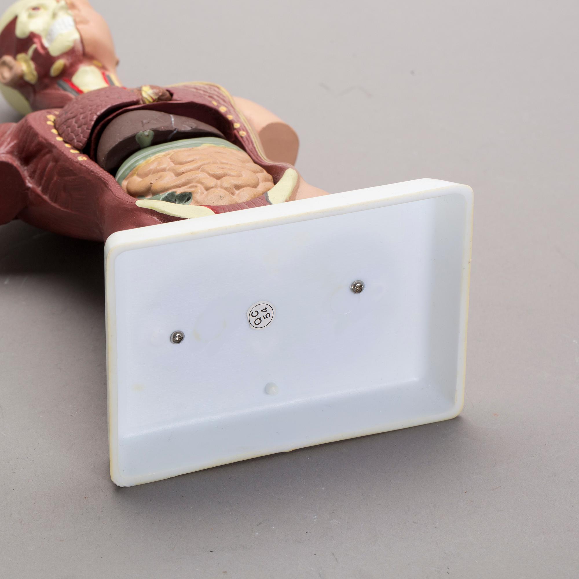 ANATOMISK MODELL, 1900-talet senare del.