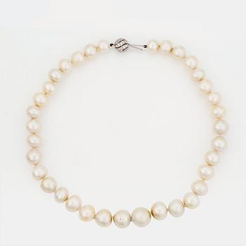 812. A NECKLACE of cultured South Sea pearls.