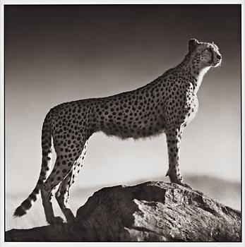 Nick Brandt, "Cheetah Standing on Rock, Serengeti, 2007".