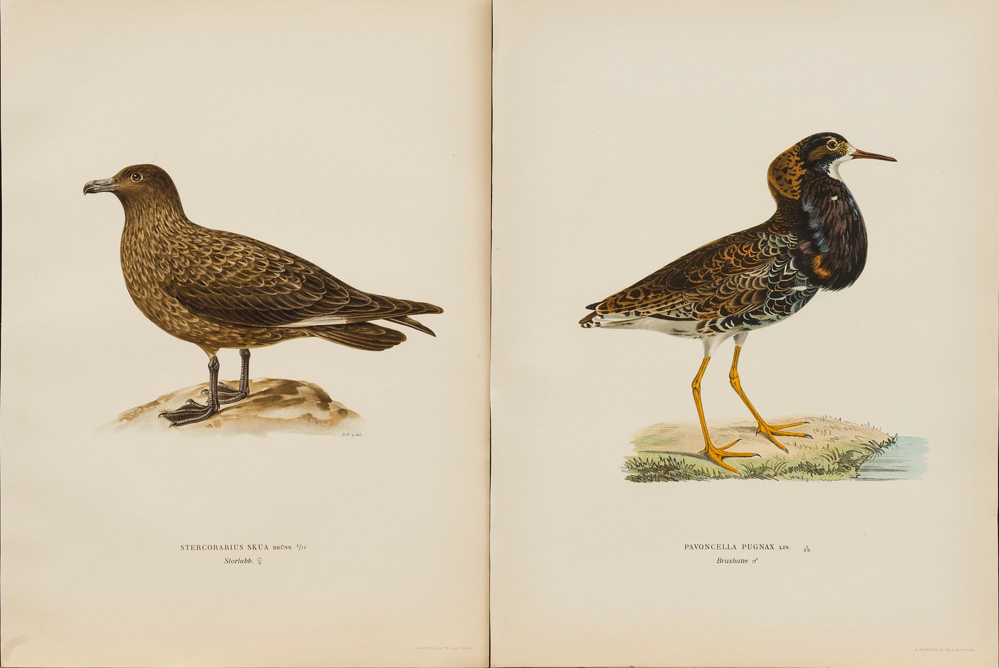 UR "SVENSKA FÅGLAR", litografier, 50 st, efter  M och W von Wrights 
 A. Börtzells Stockholm.