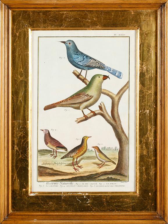 GRAVYRER, 2 st, efter Martinet, kolorerade, 1800-tal.