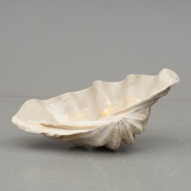 MUSSLA, fossil.