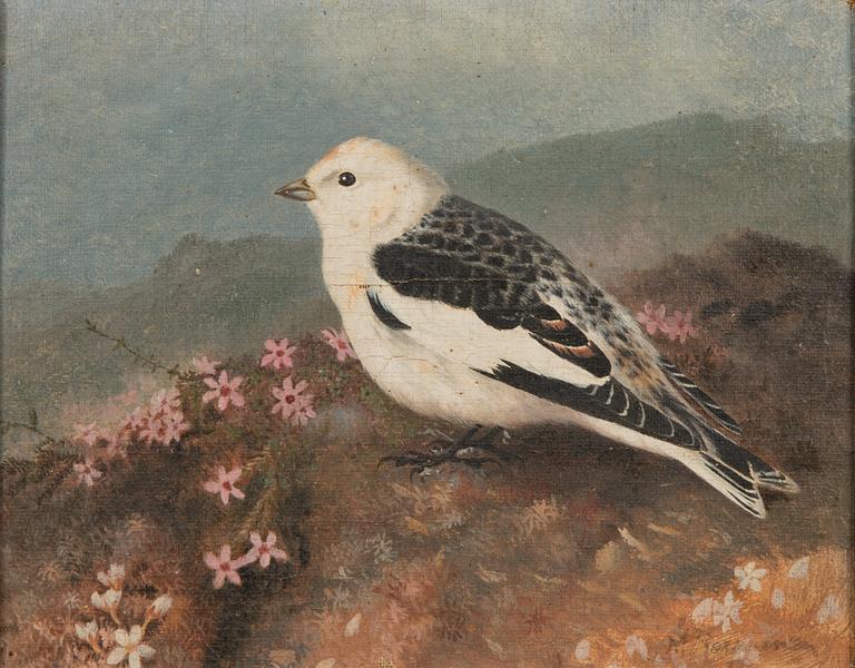 Matti Karppanen, Snow bunting.