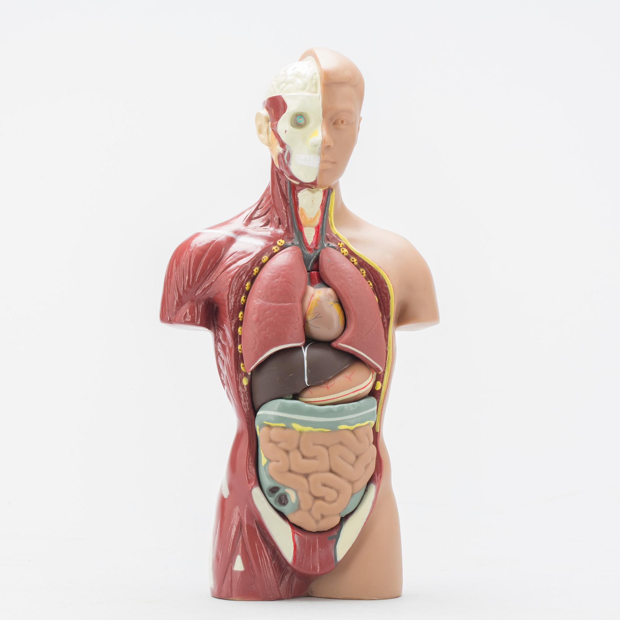 ANATOMISK MODELL, 1900-talets slut.