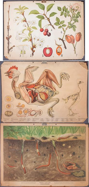SKOLPLANSCHER, 3 st, Chr. Cato, Victor Pettersons Bokindustri A. B. och Gunnar Spietz A.B., 1900-talets första hälft.