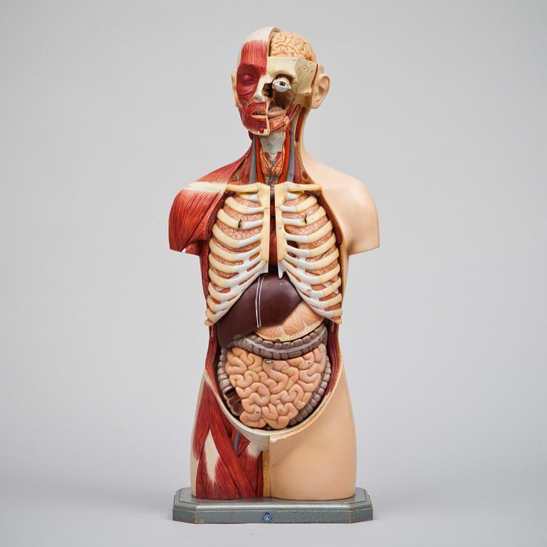 ANATOMISK BYST, 1900-tal.