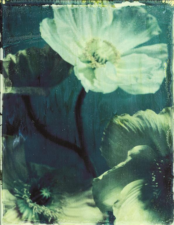 Ewa-Marie Rundquist, "Vallmo 2", 2007.