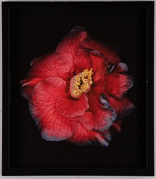 Helene Schmitz, fotografi, 2007, signerat 18/75 a tergo.