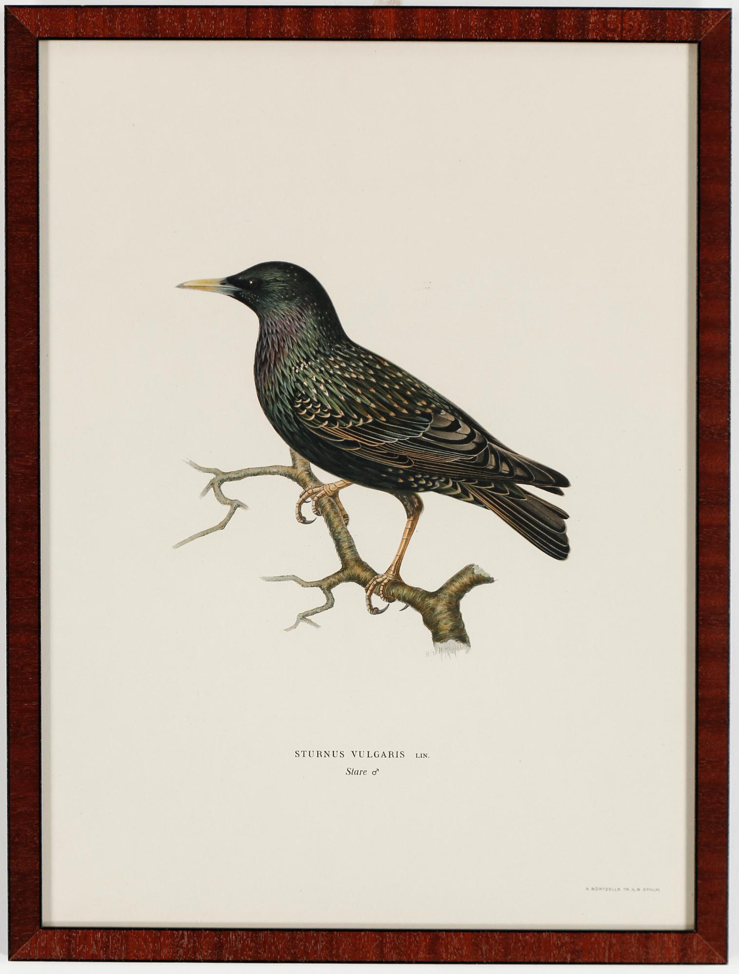 LITOGRAFIER, 15 stycken, ur "Svenska fåglar", Magnus och Wilhelm von Wright, A Börtzells, 1900-talets första hälft.