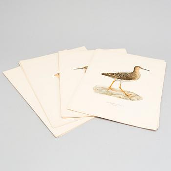24 litograph prints in color from the book "Swedish Birds" by M and W von Wright.