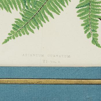 Lithographs, 3+1, late 19th century.