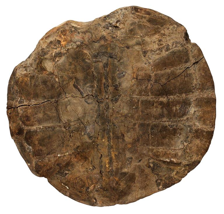 SKÖLDPADDSFOSSIL, sen Eocen (ca 55-34 miljoner år sedan).