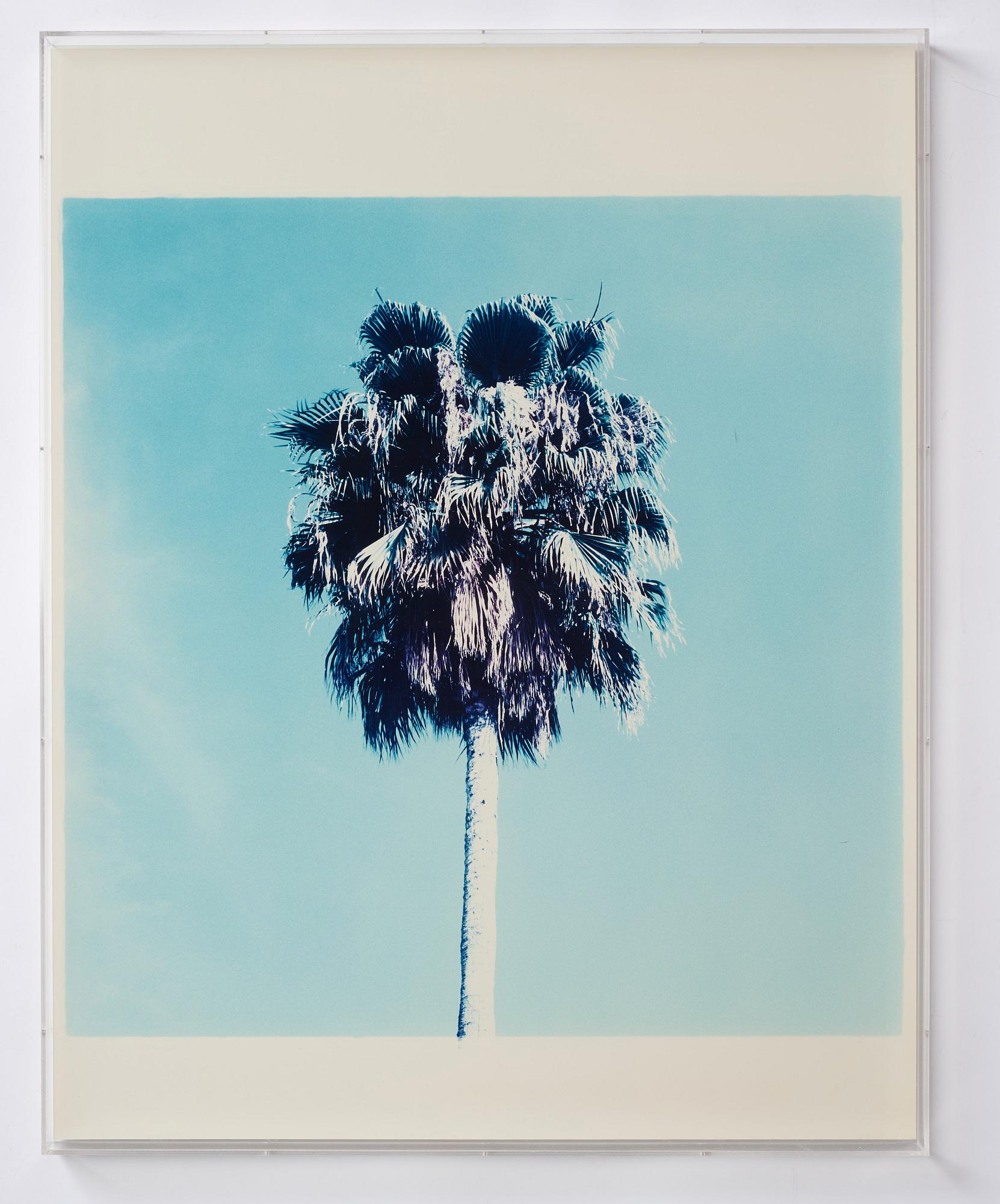 Jack Pierson, "Palm Tree, LA", 1996.