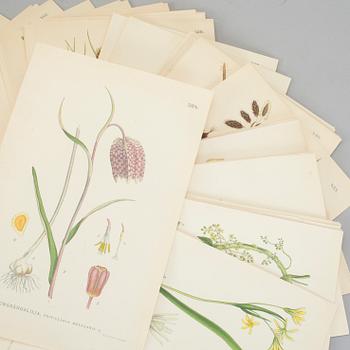 LITHOGRAPHIC PRINTS, approximately 100 psc, "Nordens flora", C.A.M Lindman, first half of the 20th century.