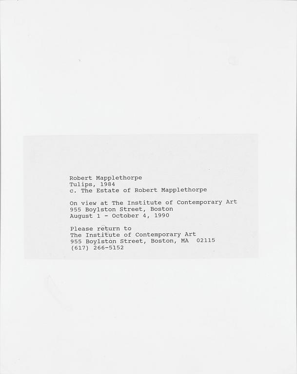 ROBERT MAPPLETHORPE, pressfotografi, silver gelatin på s.k. RC-papper, 1984.
