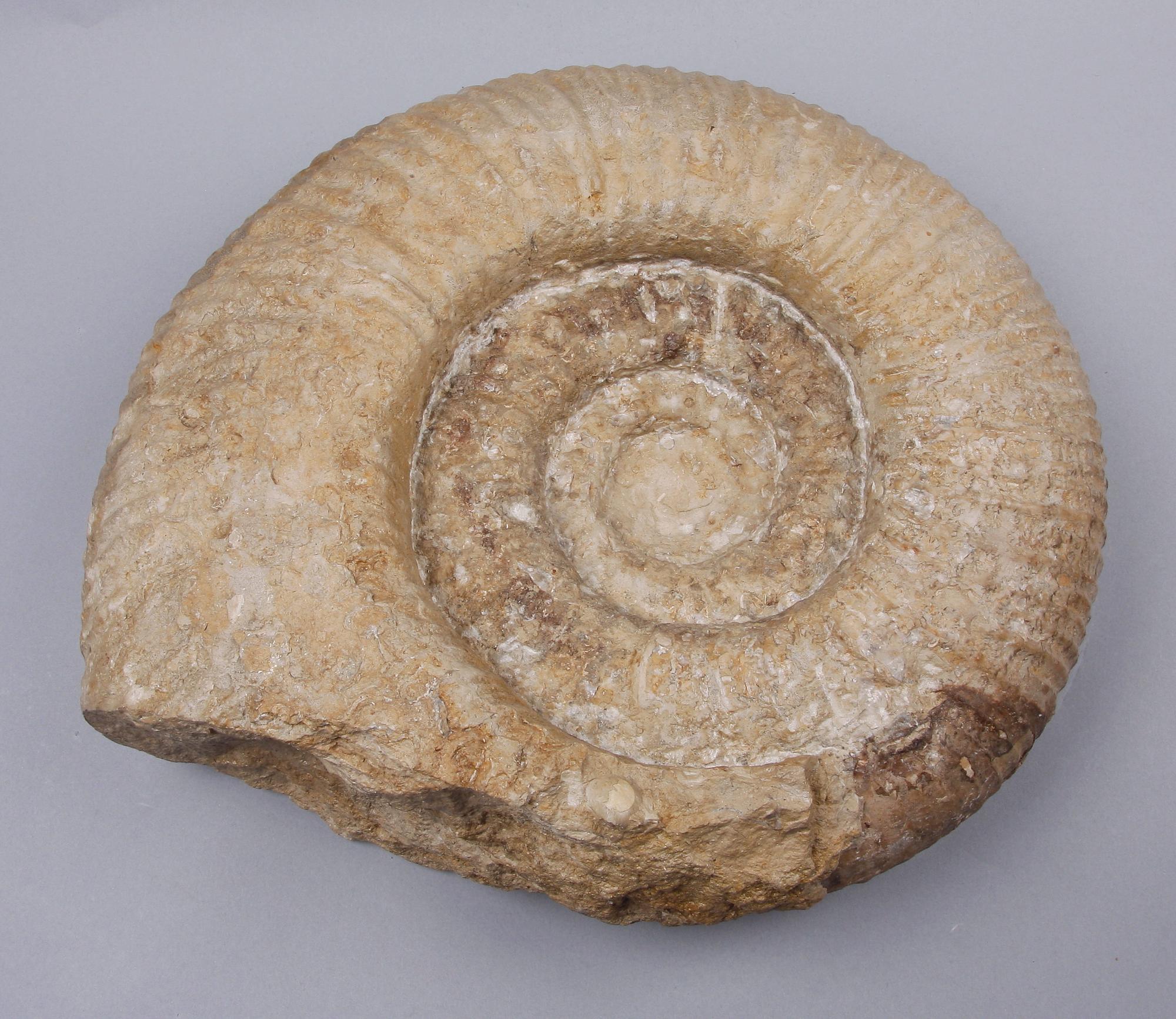FOSSIL, ammonit, äldre jura/yngre krita.