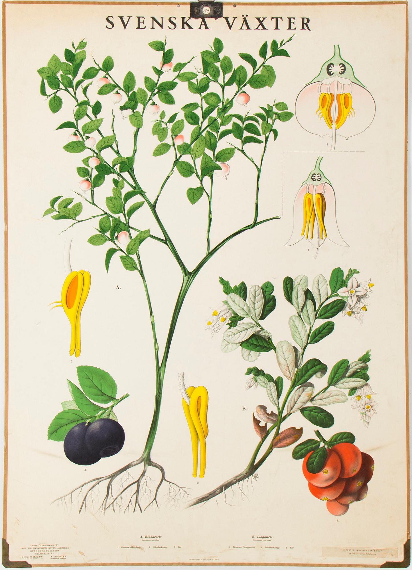 6 teaching posters with animals and plants, around 1950.