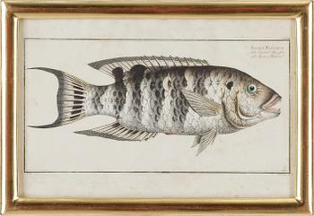 Marcus Elieser Bloch · MARCUS ELIESER BLOCH, handkolorerat kopparstick, omkring 1785-1797.
