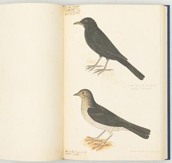 Olof Rudbeck d.y., "Svenska fåglar".