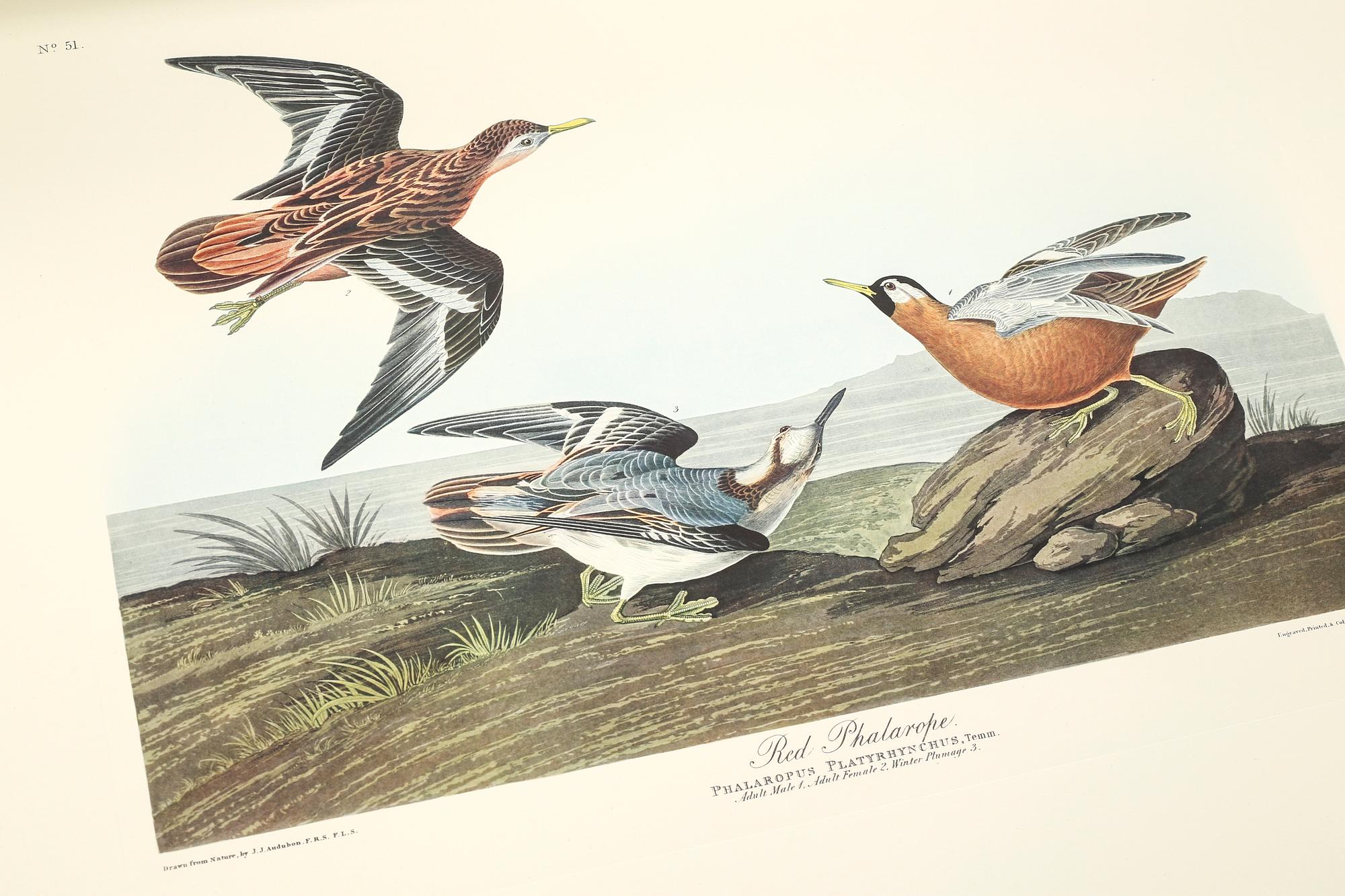 The book "The Birds of America", volume II, by John James Audubon, numbered 178/500, 1973.