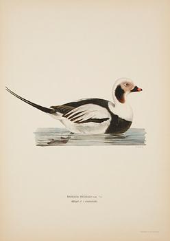 LITOGRAFISKA TRYCK, 50 st, ur M och W von Wrights "Svenska fåglar", A. Börtzells, Stockholm, 1900-talets första hälft.