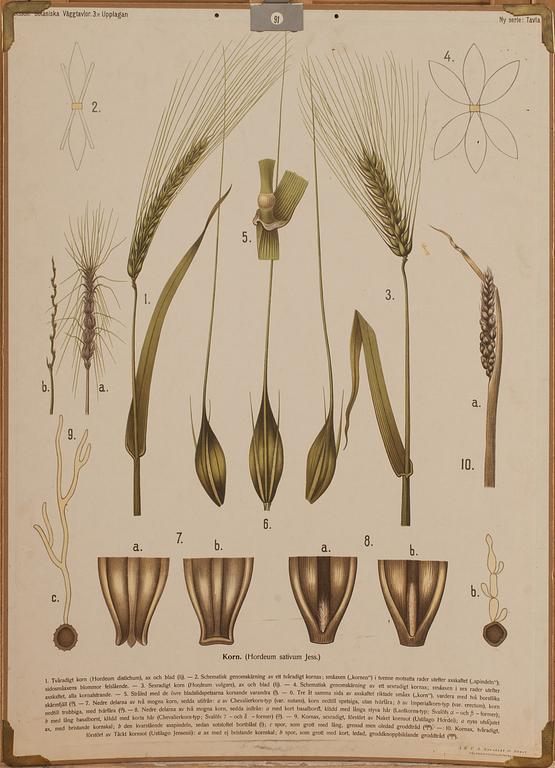 SKOLPLANSCHER, 5 st, 1900-tal.