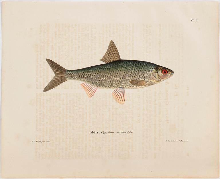 WILHELM VON WRIGHT, 12 st, handkolorerade litografier, "Svenska fiskar".