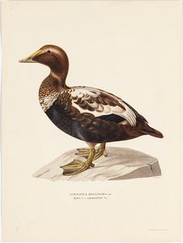 LITOGRAFISKA TRYCK, 10 styck, ur M och W von Wright, Svenska fåglar. Utgivna av A Börtzells.