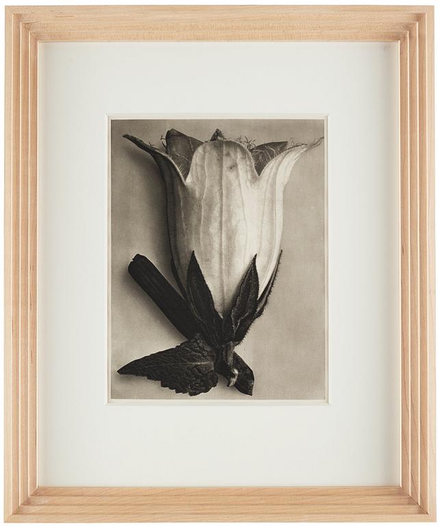 Karl Blossfeldt, "Urformen der Kunst", 1928 (22 st).