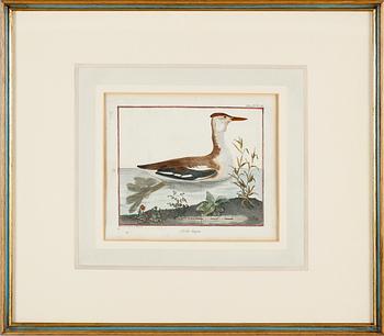 GRAVYRER, 2 st, efter Martinet, kolorerade, 1800-tal.