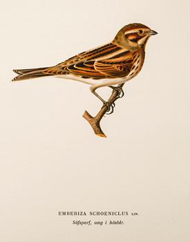 M, W & F VON WRIGHT, books, three volumes, 'Svenska fåglar', A. Börtzells tryckeri AB Stockholm, 1924-1929.