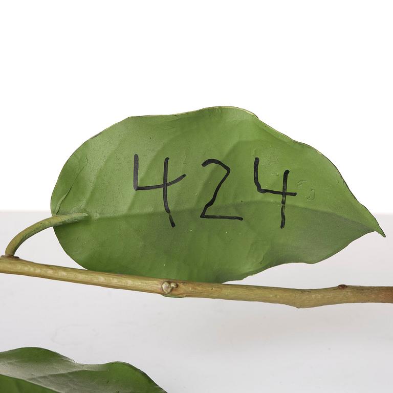 Tony Matelli, "Weed #424".